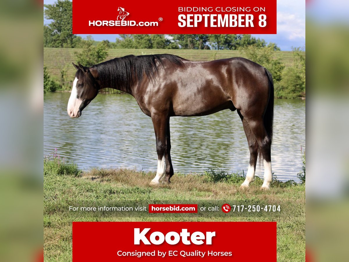 American Quarter Horse Wallach 4 Jahre 155 cm Rappe in Beaver Springs, PA