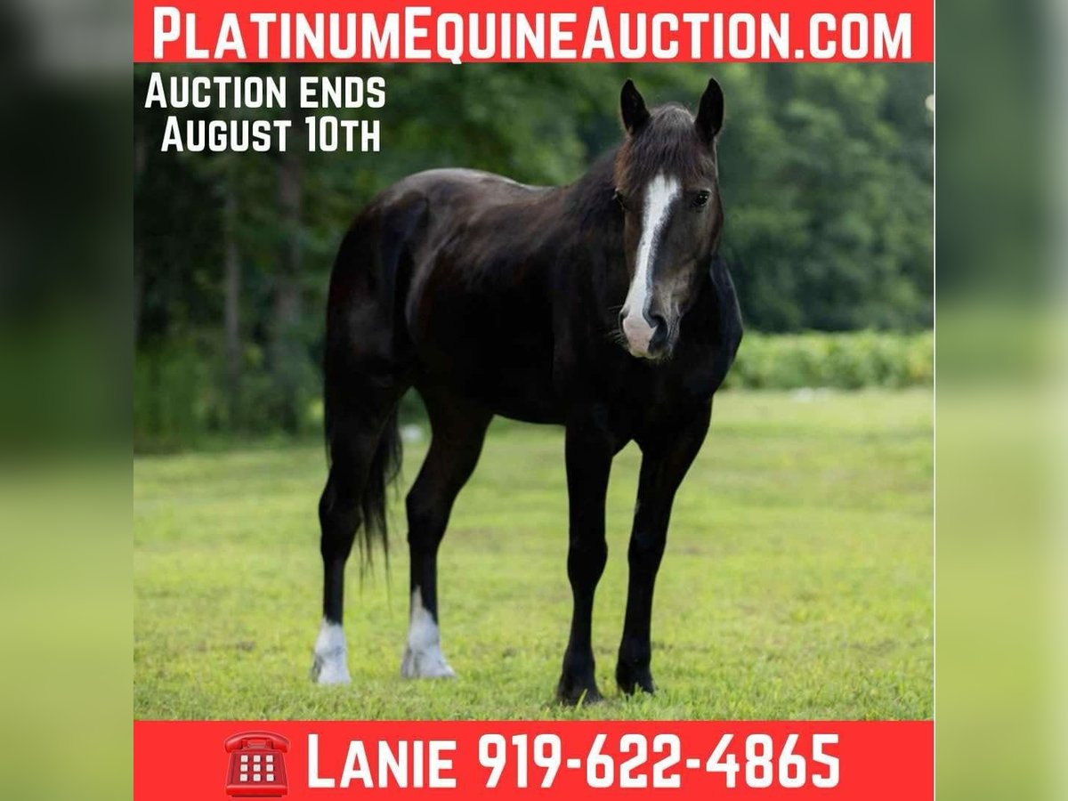 American Quarter Horse Wallach 4 Jahre 155 cm Rappe in Wendell, NC