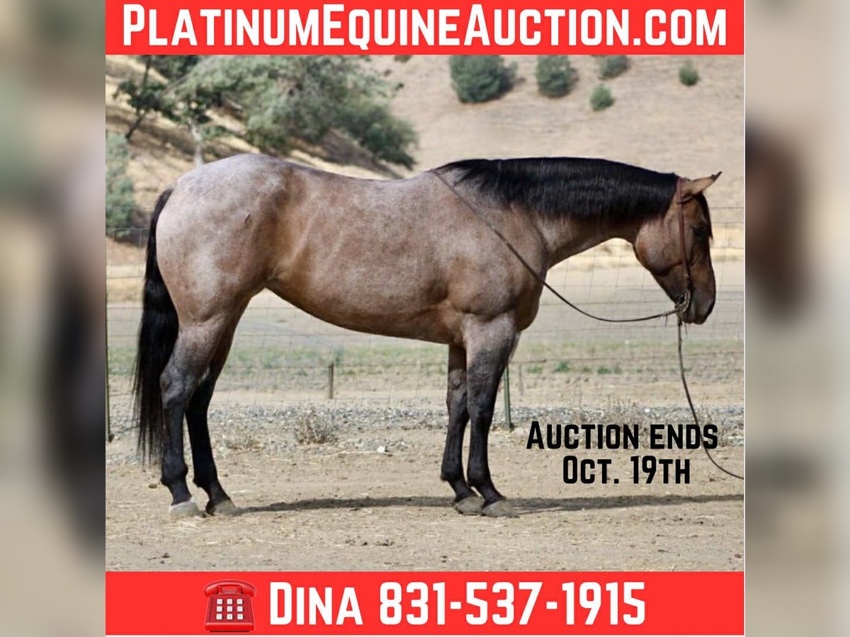 American Quarter Horse Wallach 4 Jahre 155 cm Roan-Blue in Paicines, CA