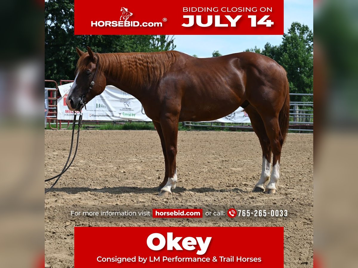 American Quarter Horse Wallach 4 Jahre 155 cm Rotfuchs in Scottsburg, IN