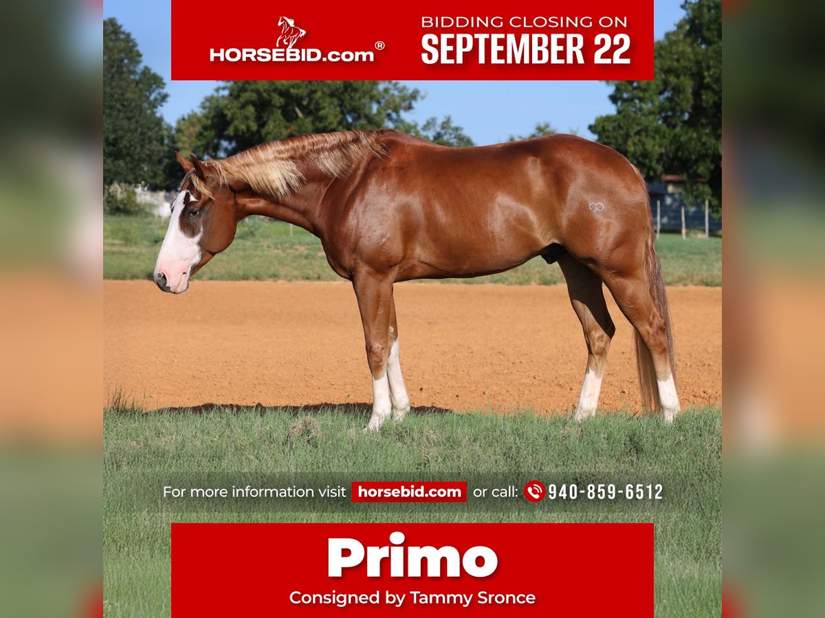 American Quarter Horse Wallach 4 Jahre 155 cm Rotfuchs in Weatherford