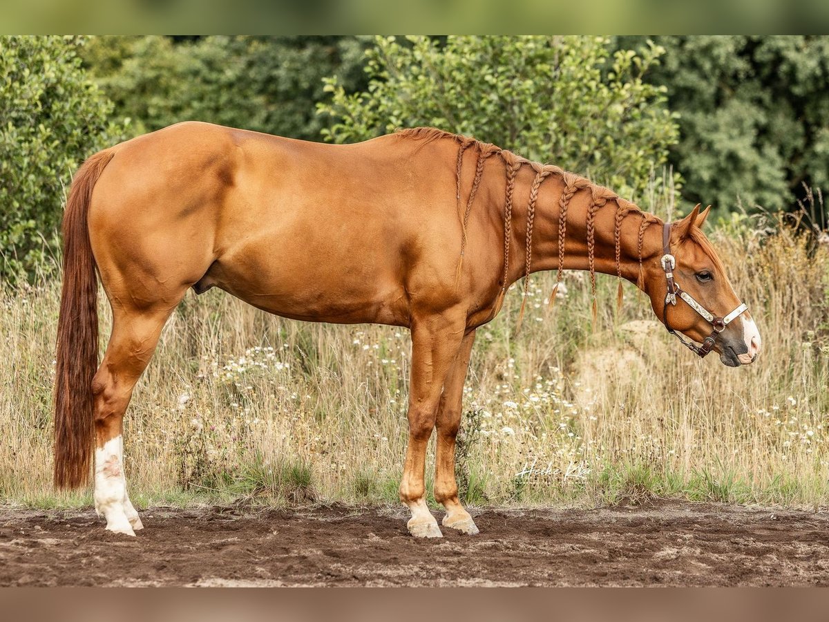 American Quarter Horse Wallach 4 Jahre 156 cm Fuchs in Laubach