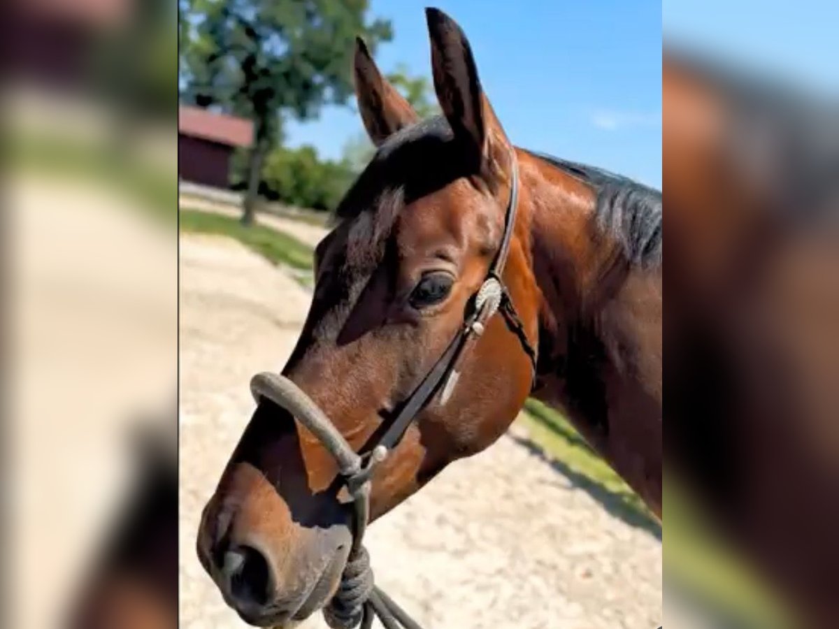 American Quarter Horse Wallach 4 Jahre 157 cm Brauner in Weingarten