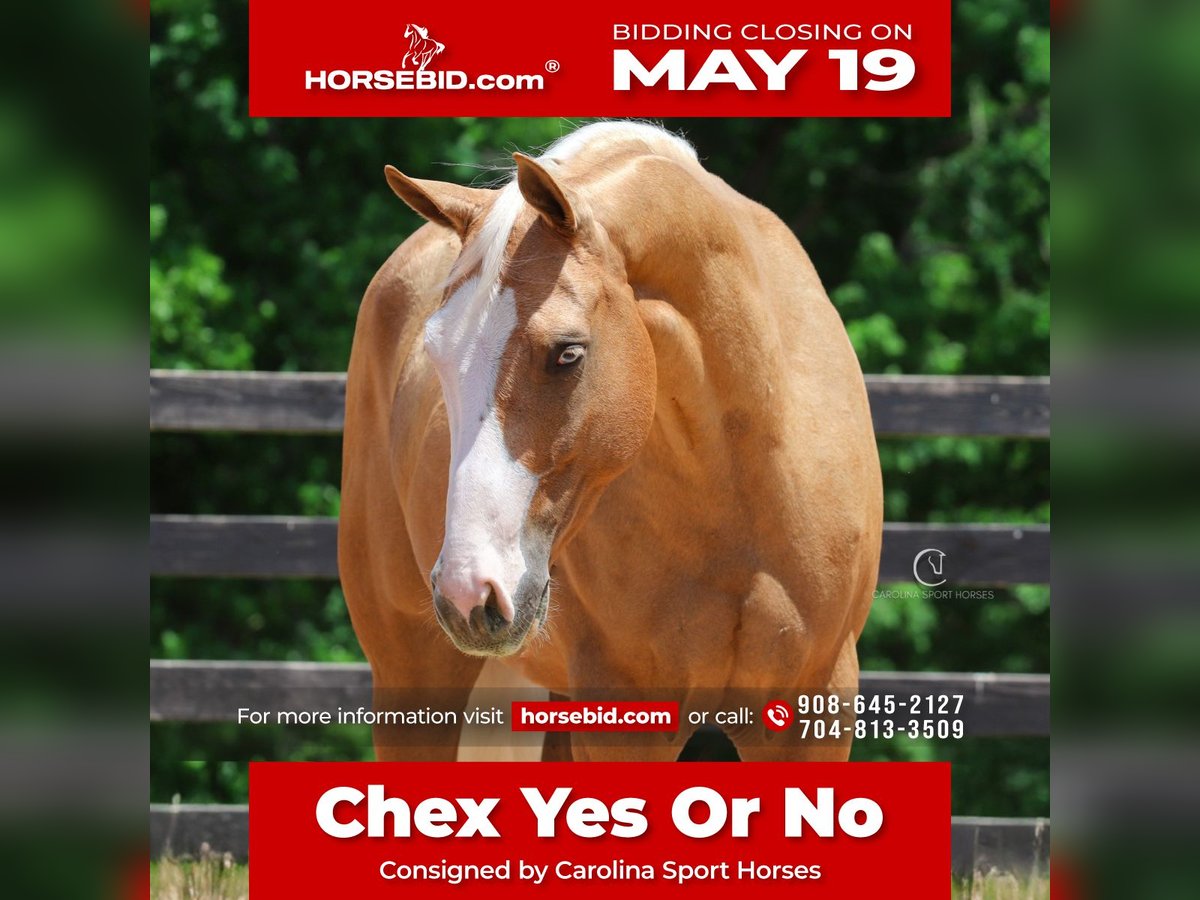 American Quarter Horse Wallach 4 Jahre 157 cm Palomino in Clover, SC