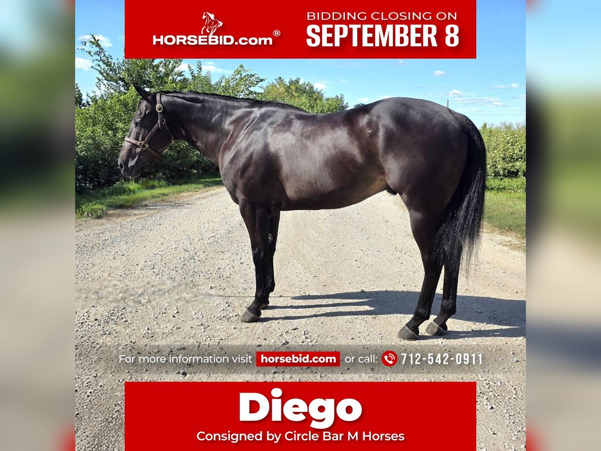 American Quarter Horse Wallach 4 Jahre 157 cm Rappe in Bedford