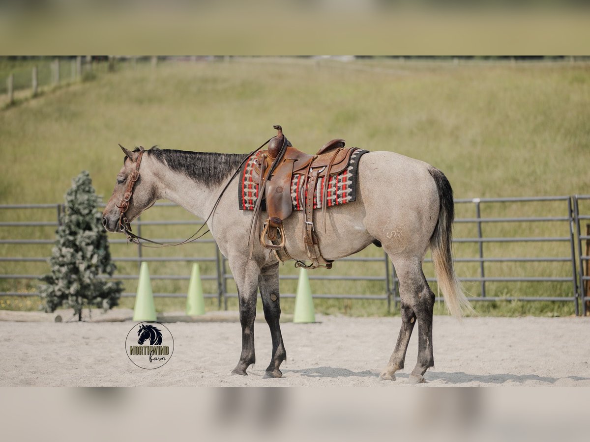 American Quarter Horse Wallach 4 Jahre 157 cm Schimmel in Fredericksburg, OH