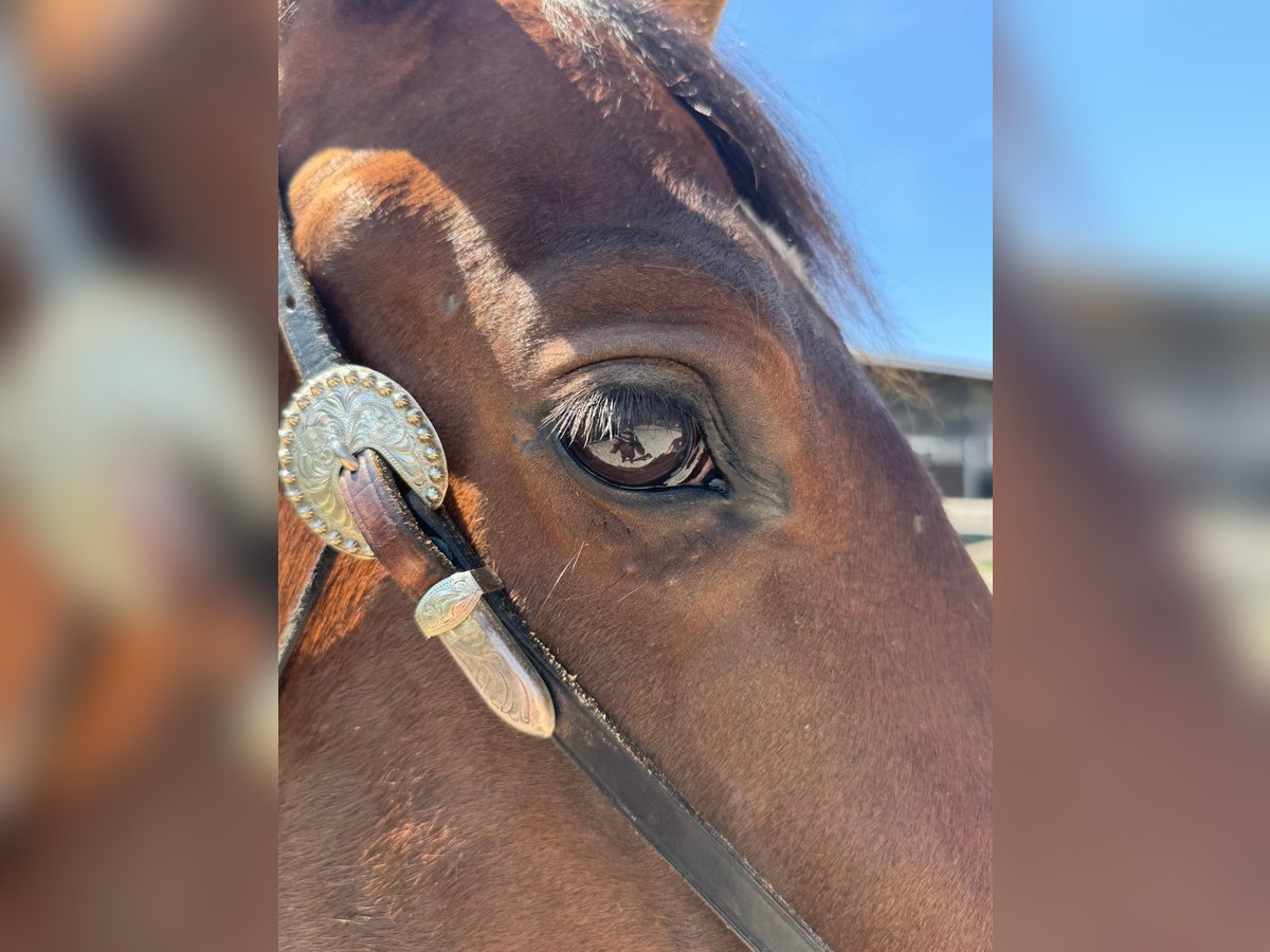 American Quarter Horse Wallach 4 Jahre 158 cm Brauner in Hohentengen