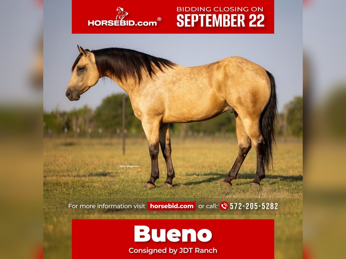 American Quarter Horse Wallach 4 Jahre 160 cm Buckskin in Crescent