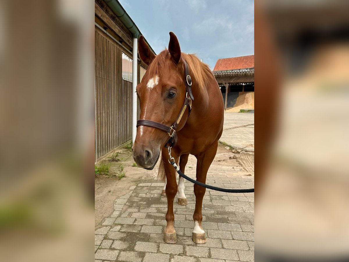 American Quarter Horse Wallach 4 Jahre 160 cm Fuchs in Litzendorf