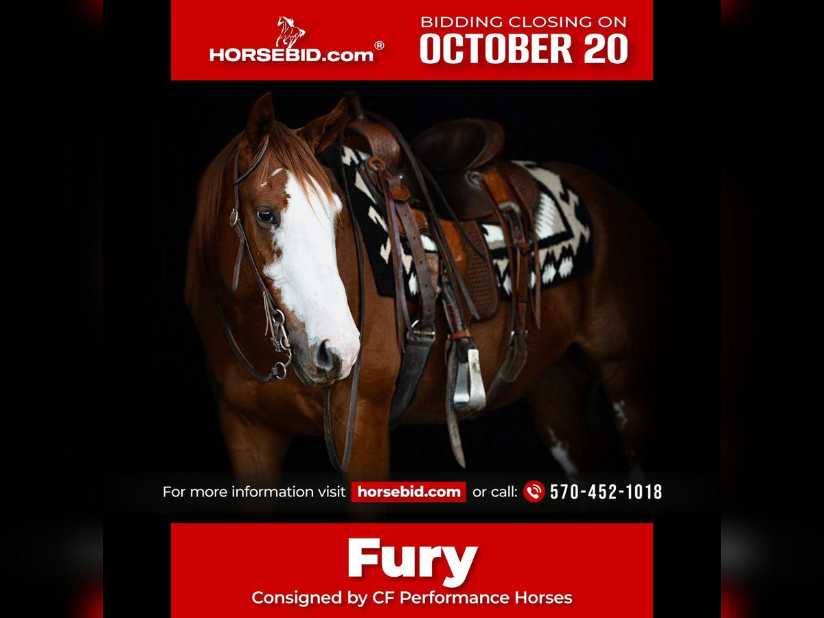 American Quarter Horse Wallach 4 Jahre 160 cm Rotfuchs in Turbotville