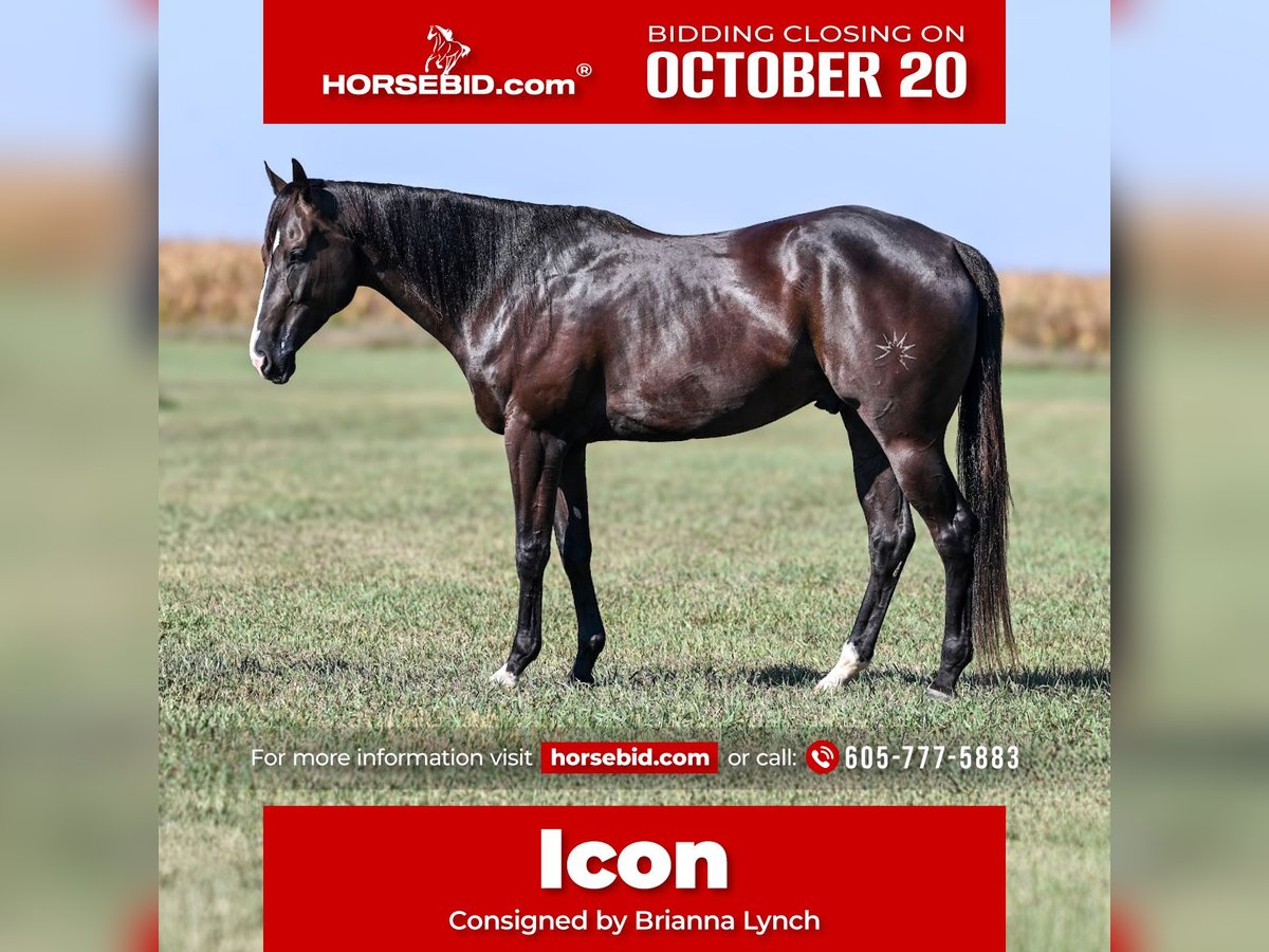 American Quarter Horse Wallach 4 Jahre 163 cm Rappe in Canistota