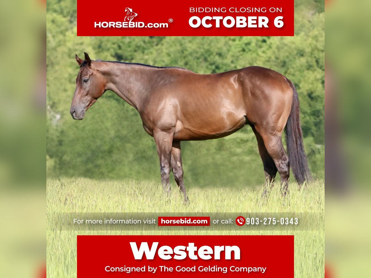 American Quarter Horse Mix Wallach 4 Jahre 163 cm Rotbrauner in Athens, TX