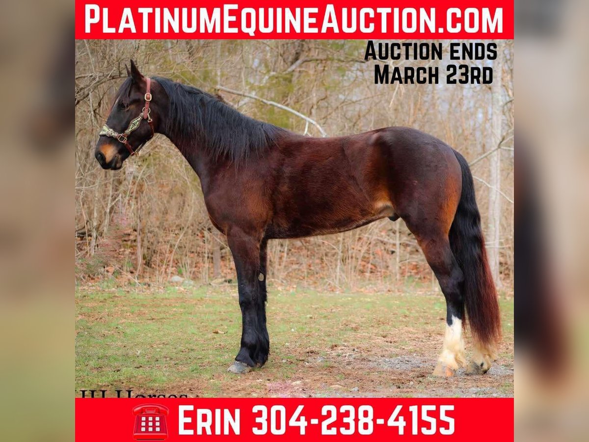 American Quarter Horse Wallach 4 Jahre 163 cm Rotbrauner in Flemingsburg KY