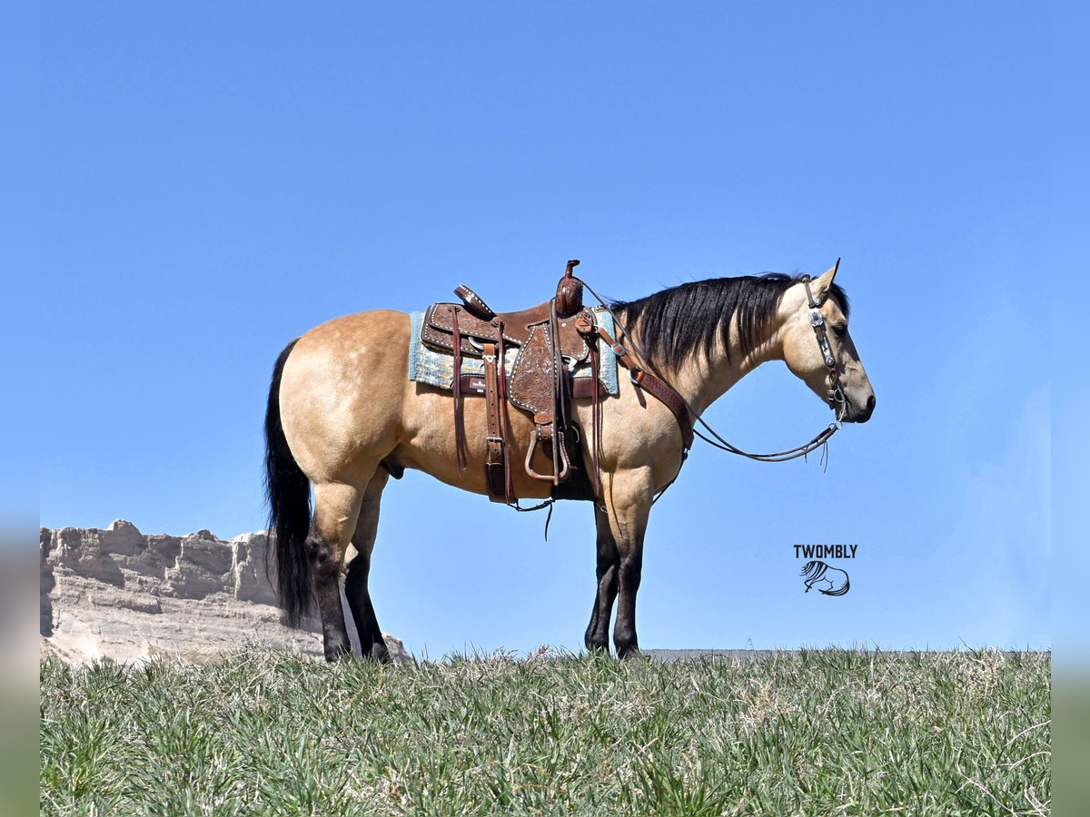 American Quarter Horse Wallach 4 Jahre Buckskin in Bayard, Nebraska