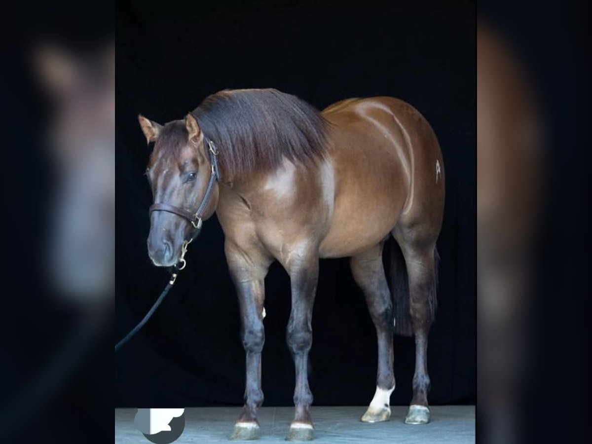 American Quarter Horse Wallach 4 Jahre Dunkelfuchs in Brescia