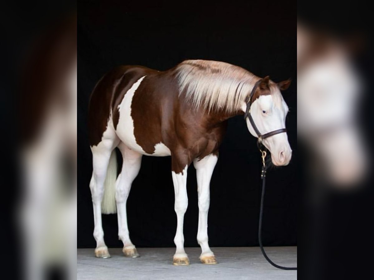 American Quarter Horse Wallach 4 Jahre Overo-alle-Farben in Brescia
