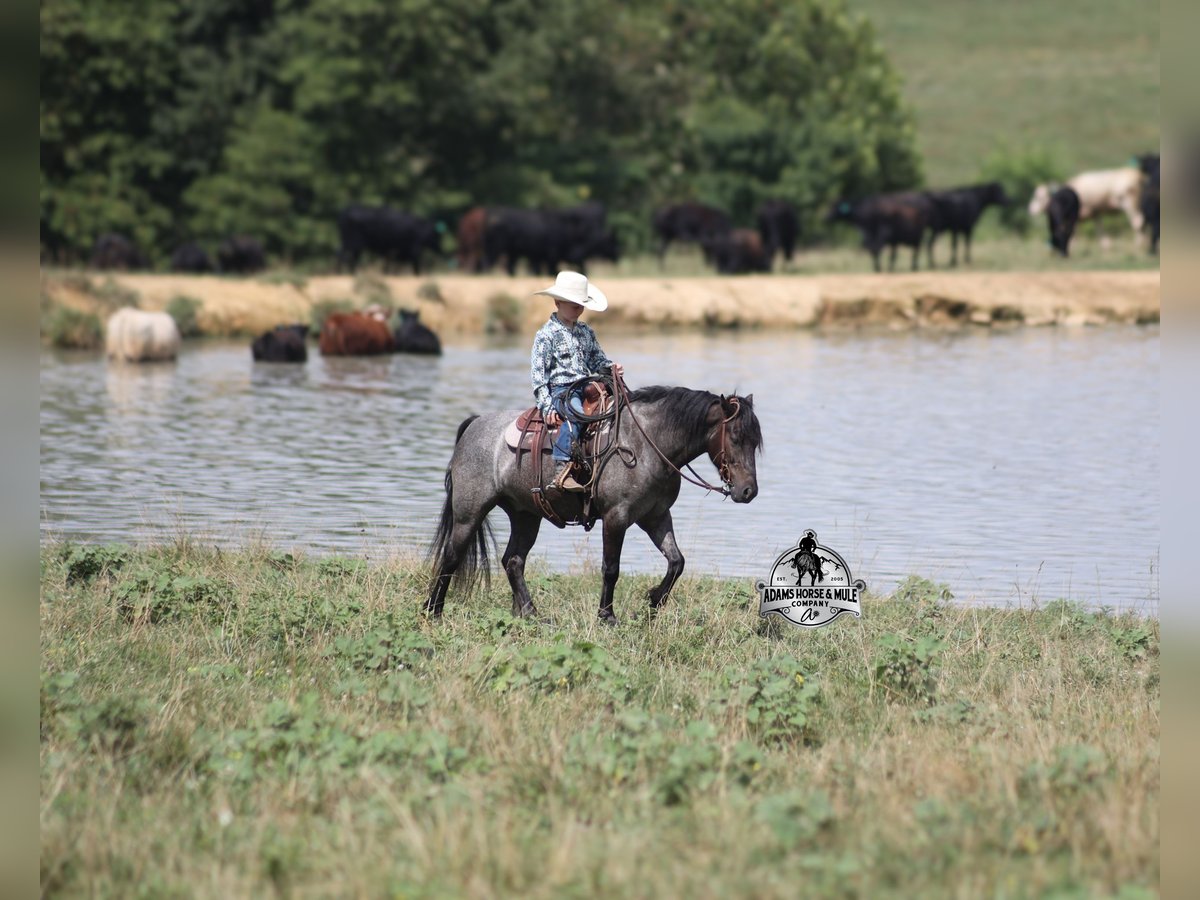 American Quarter Horse Wallach 4 Jahre Roan-Blue in Gladstone, NJ