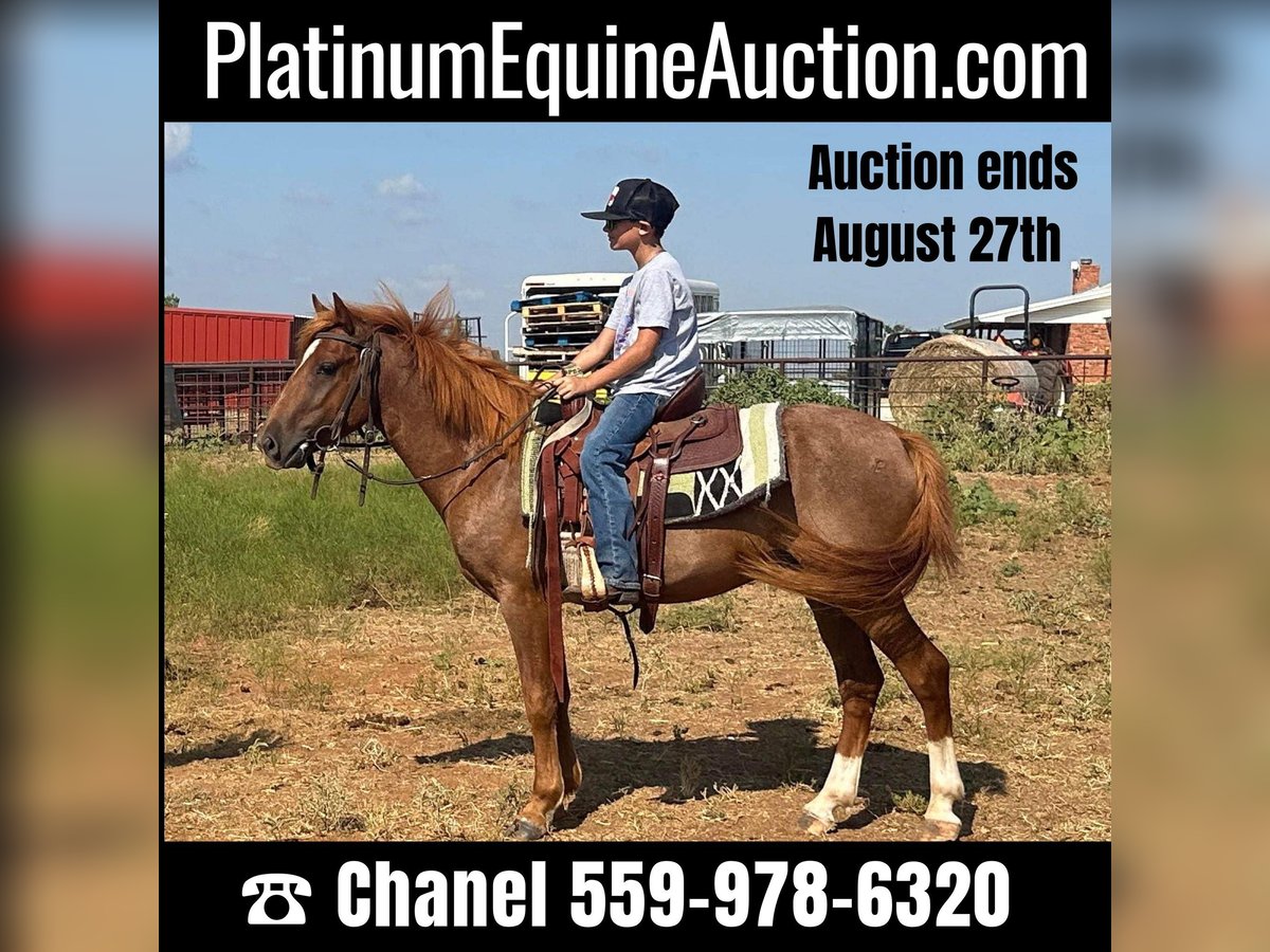 American Quarter Horse Wallach 4 Jahre Roan-Red in Byers Tx