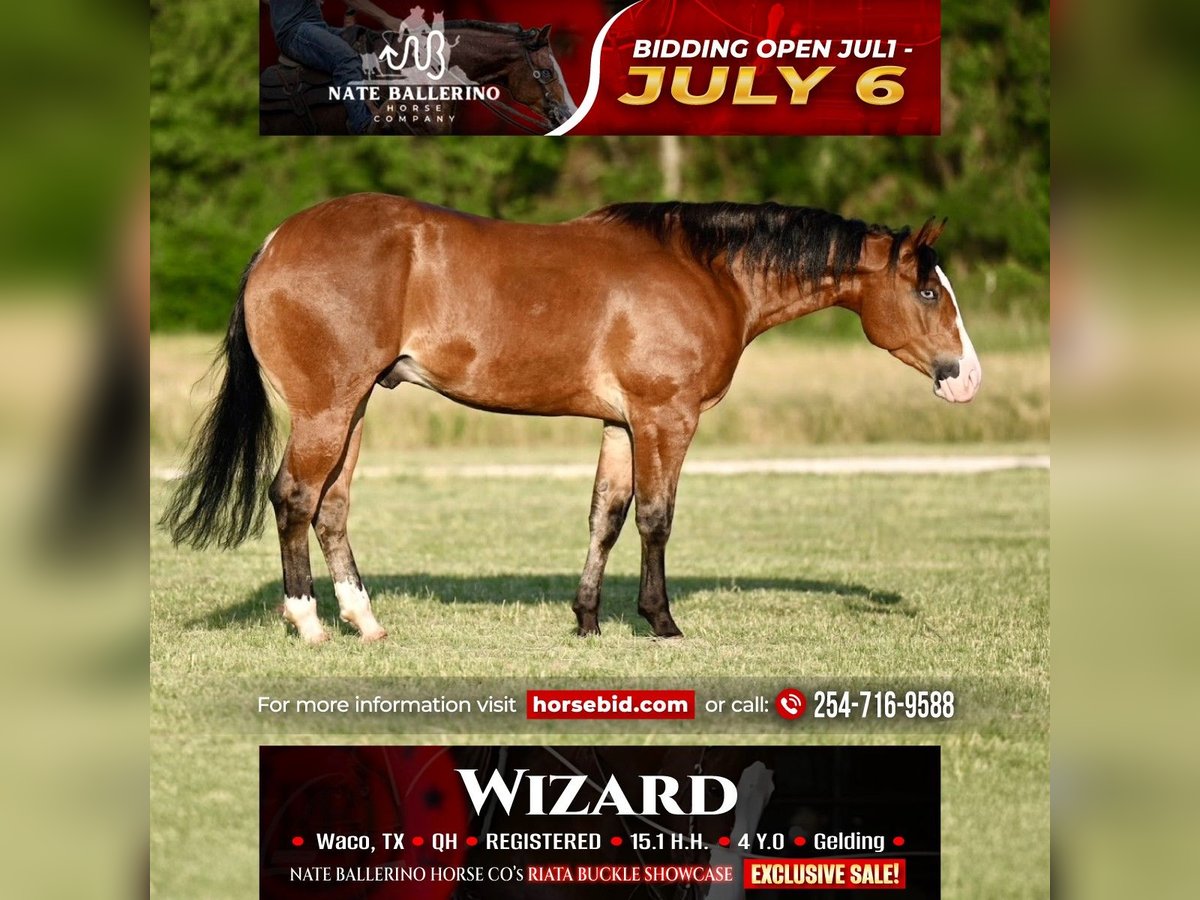 American Quarter Horse Wallach 4 Jahre Rotbrauner in Waco