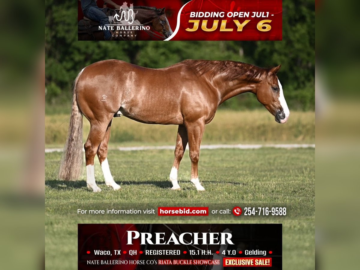 American Quarter Horse Wallach 4 Jahre Rotfuchs in Waco