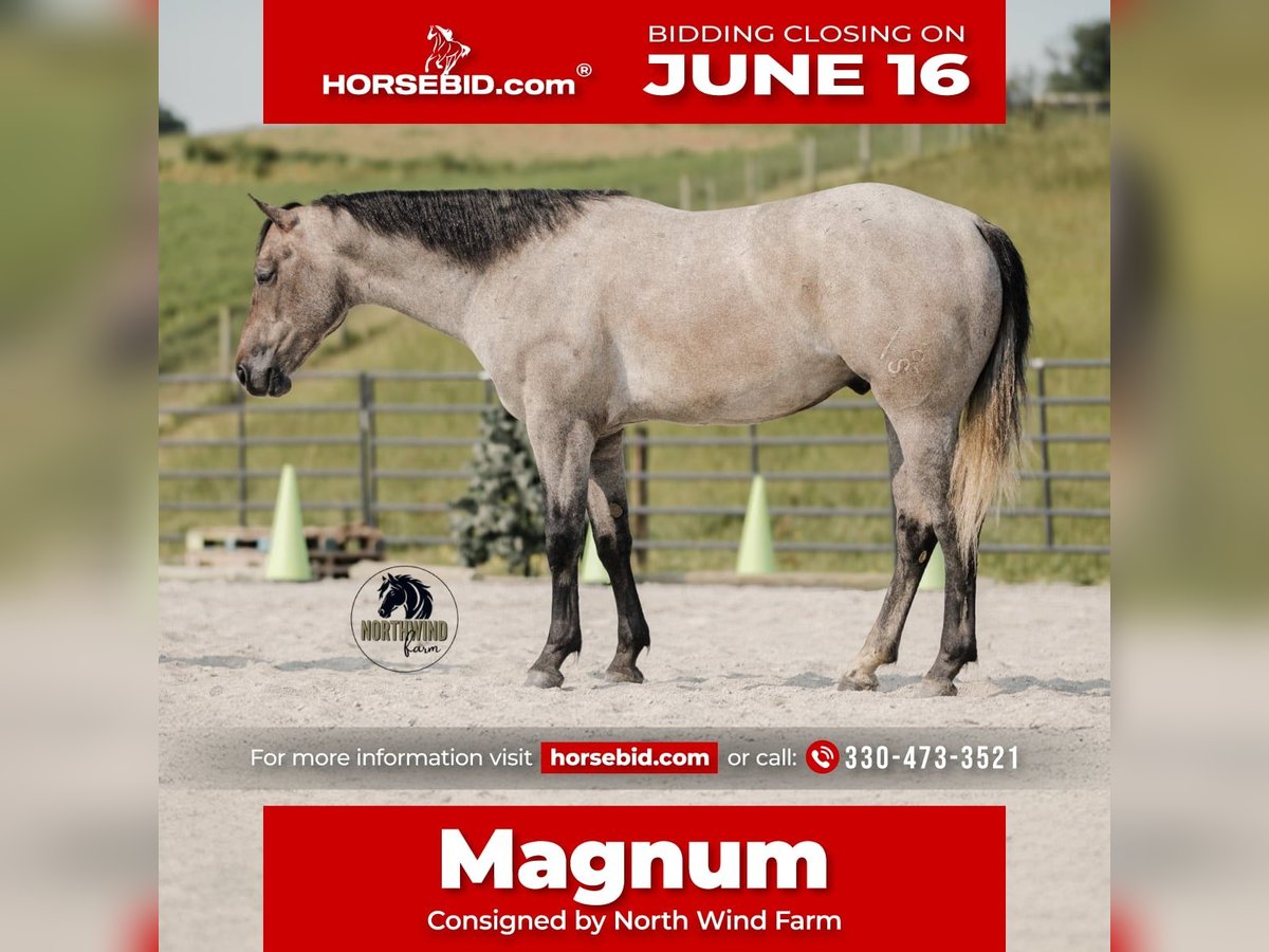 American Quarter Horse Wallach 4 Jahre Schimmel in Fredericksburg, OH