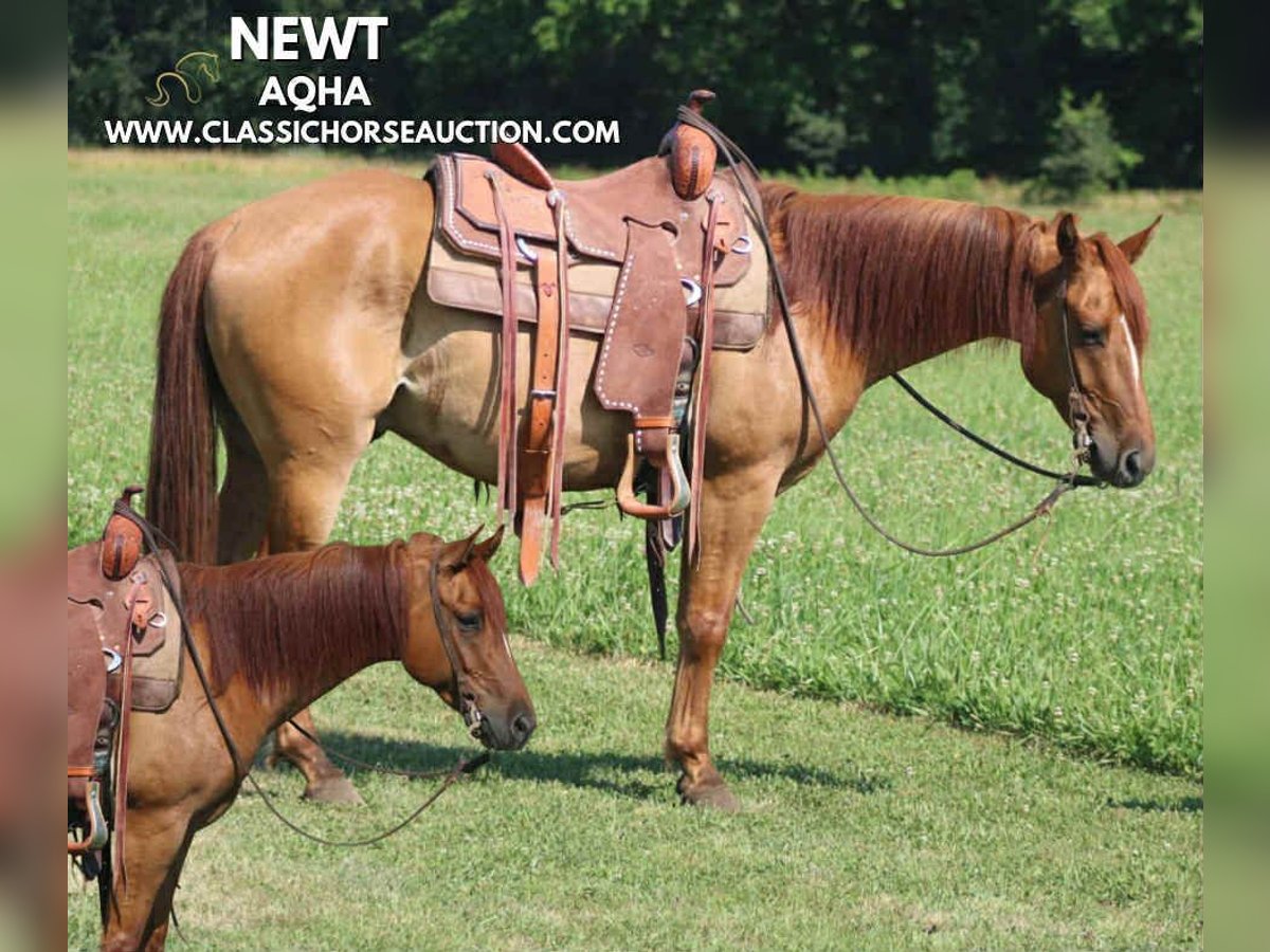 American Quarter Horse Wallach 5 Jahre 142 cm Roan-Bay in Brownstown, IL