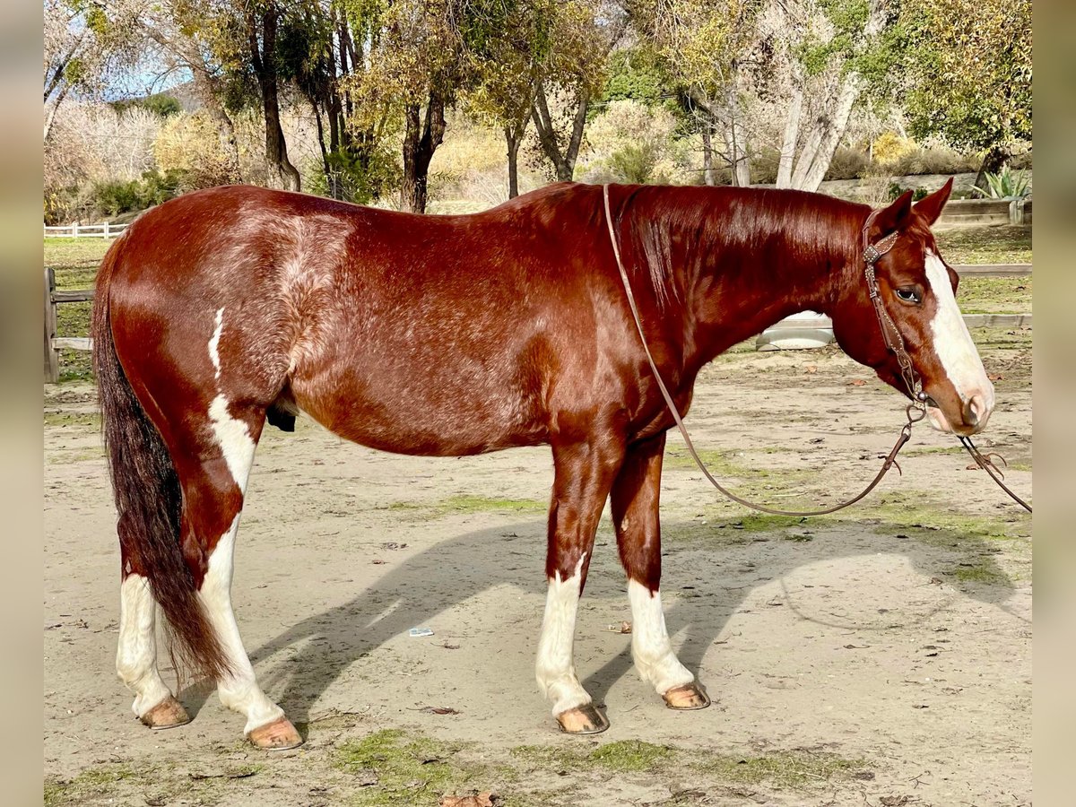 American Quarter Horse Wallach 5 Jahre 142 cm Roan-Red in Paicines, CA