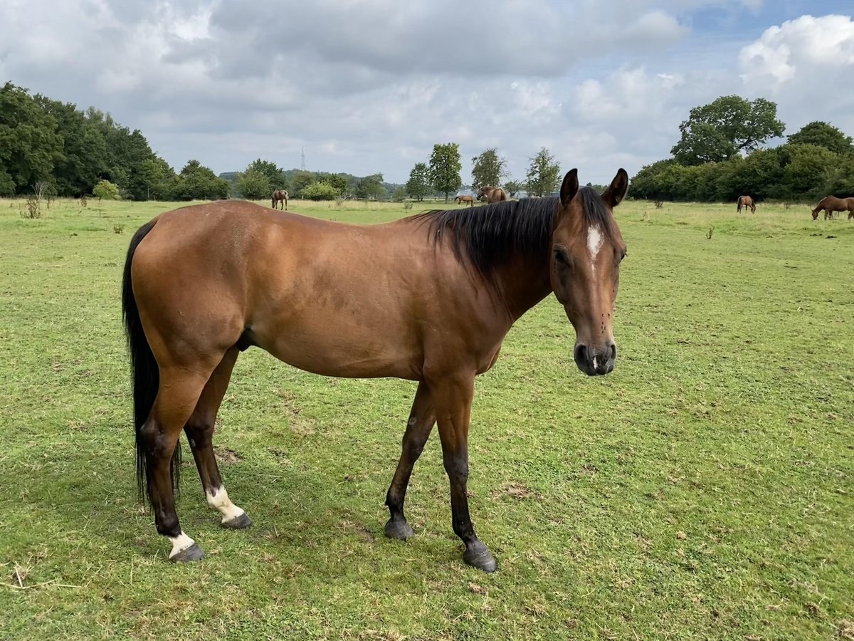 American Quarter Horse Wallach 5 Jahre 145 cm Brauner in Aachen