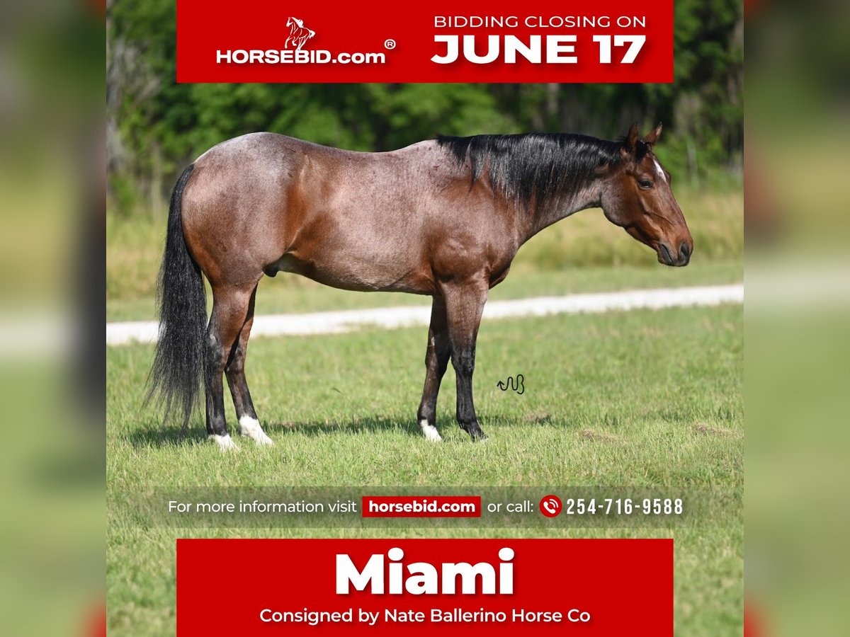 American Quarter Horse Wallach 5 Jahre 145 cm Roan-Bay in Waco, TX