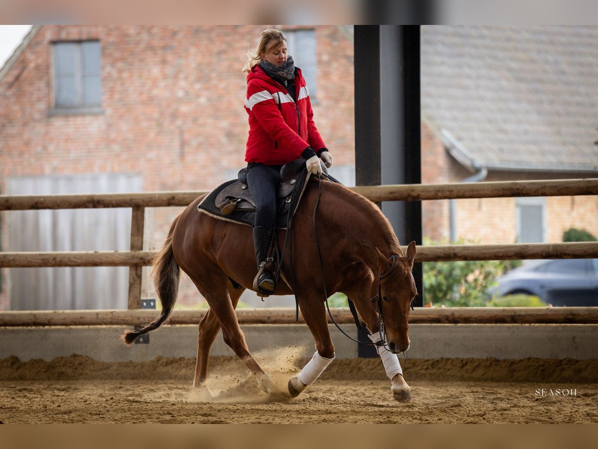 American Quarter Horse Wallach 5 Jahre 146 cm Fuchs in Lier