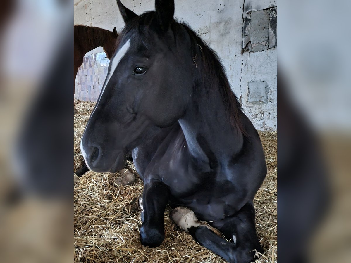 American Quarter Horse Wallach 5 Jahre 146 cm Rappe in Radebeul