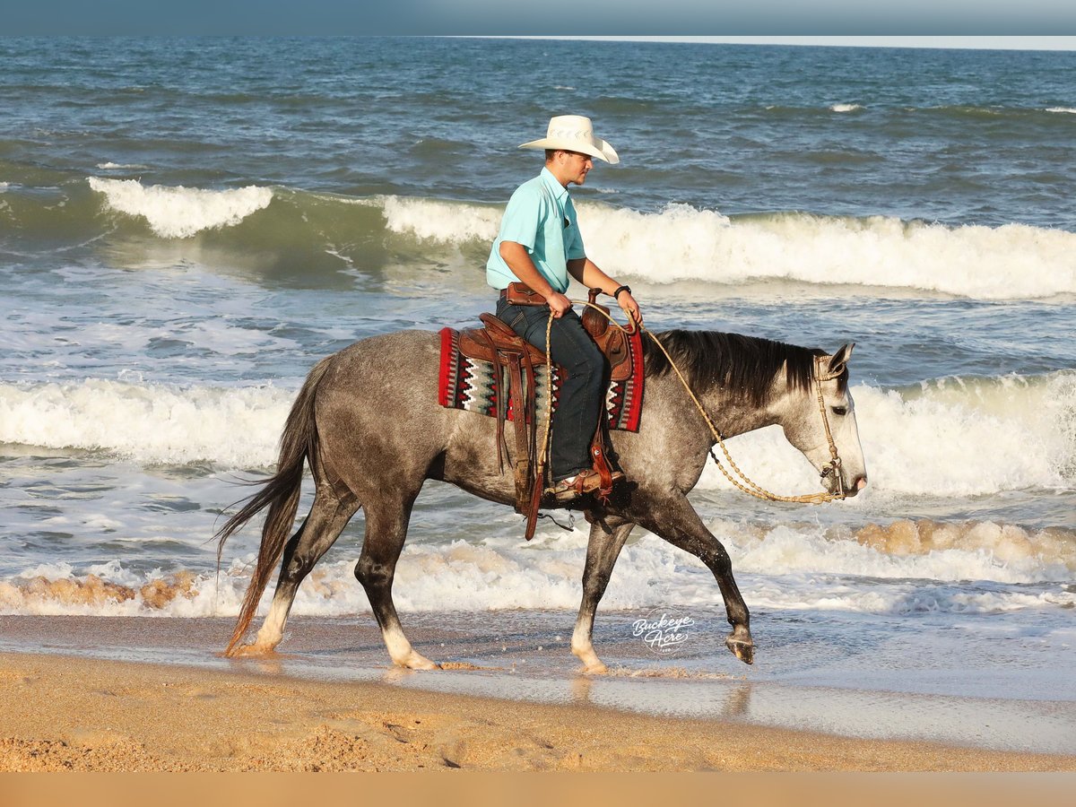 American Quarter Horse Wallach 5 Jahre 147 cm Apfelschimmel in Millersburg