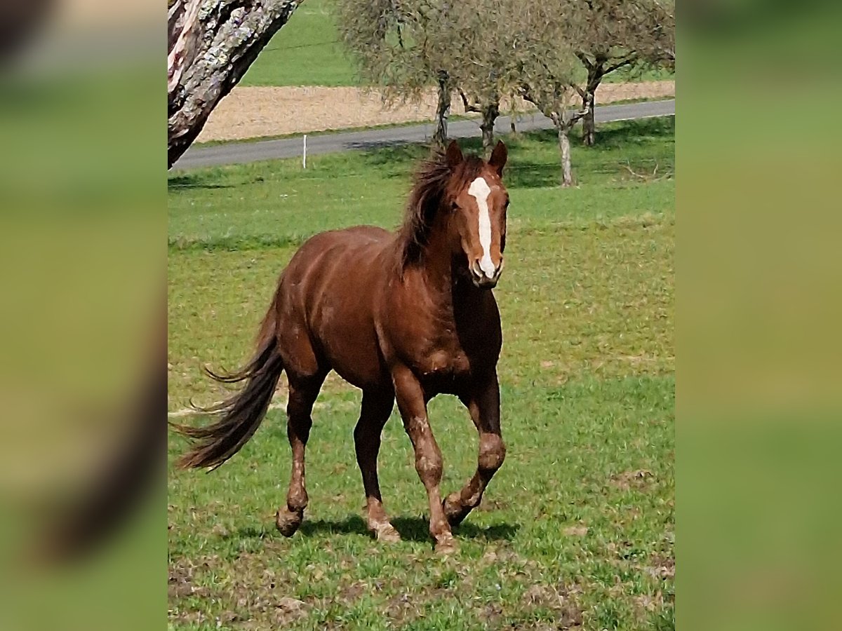 American Quarter Horse Wallach 5 Jahre 147 cm Dunkelfuchs in Mücke