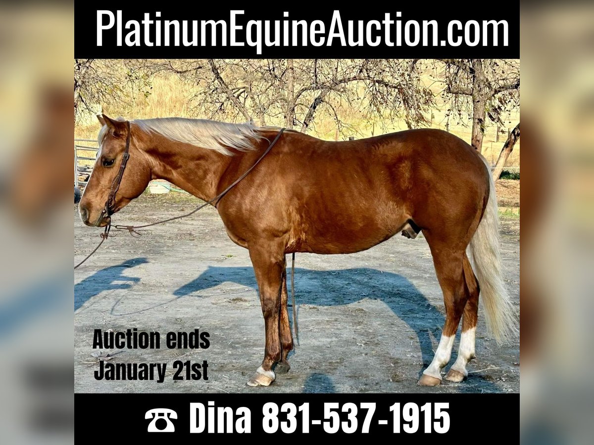 American Quarter Horse Wallach 5 Jahre 147 cm Palomino in Paicines CA