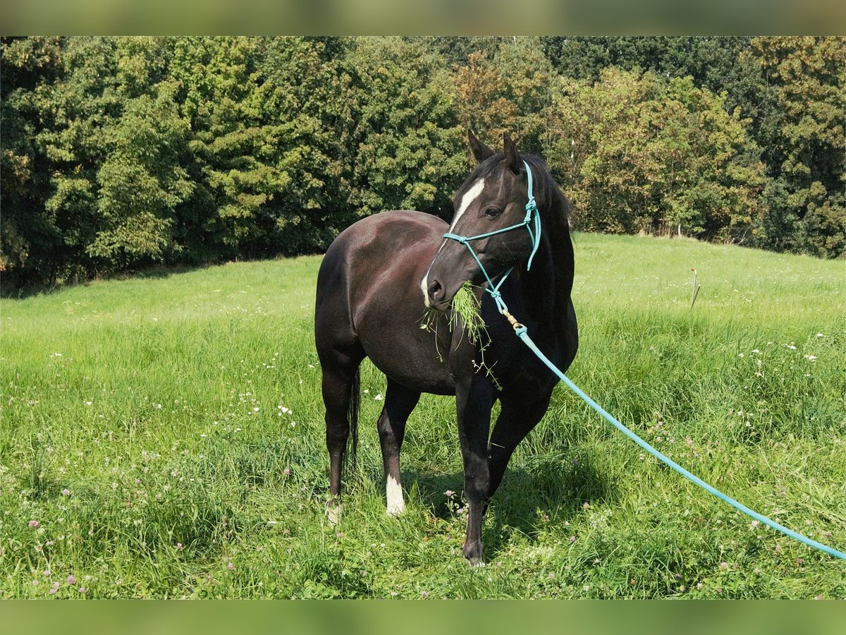 American Quarter Horse Wallach 5 Jahre 147 cm Rappe in Radebeul