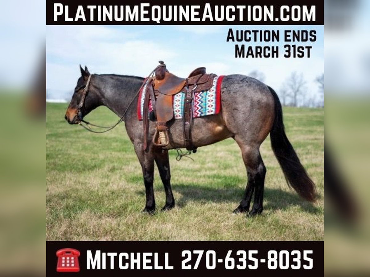 American Quarter Horse Wallach 5 Jahre 147 cm Roan-Bay in Madisonville KY