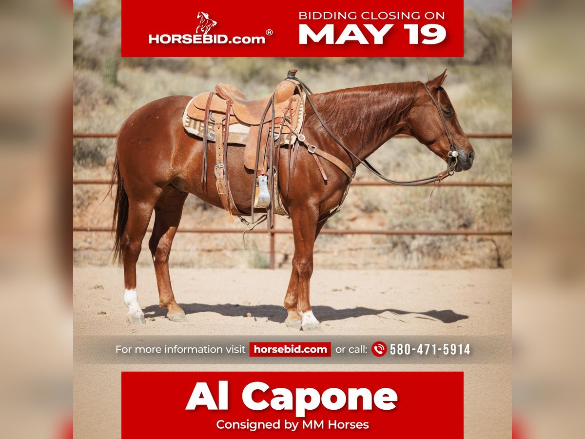 American Quarter Horse Wallach 5 Jahre 147 cm Rotfuchs in Cave Creek, AZ