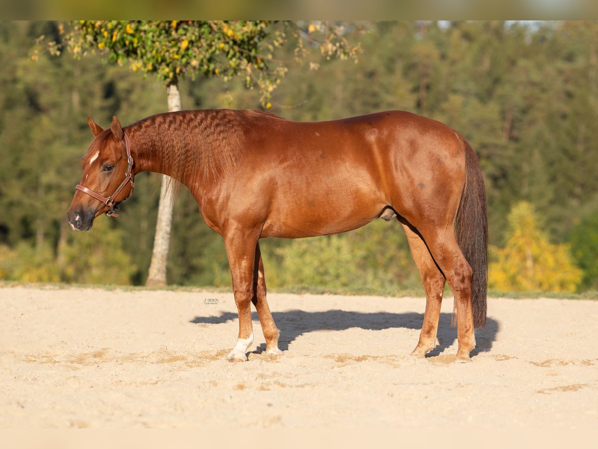 American Quarter Horse Wallach 5 Jahre 148 cm Fuchs in Steyerberg Deblinghausen
