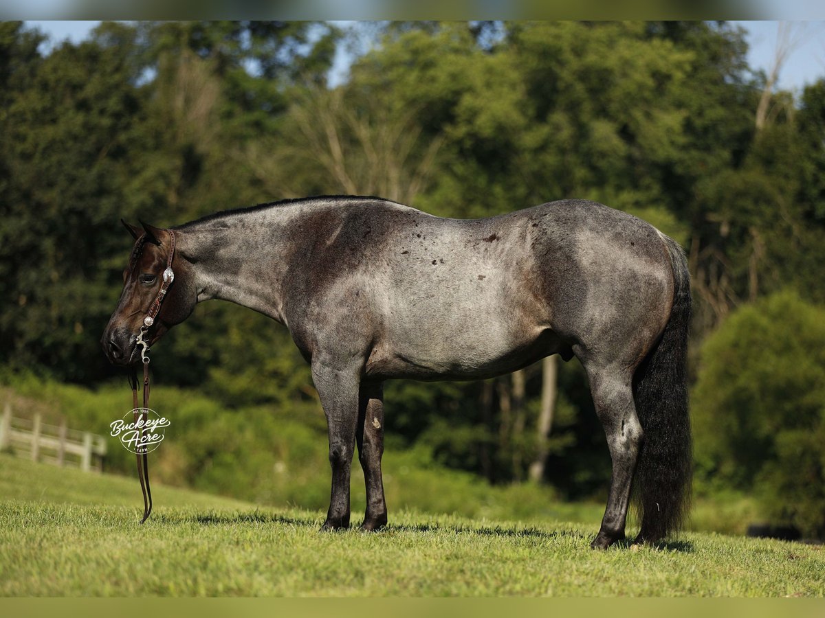 American Quarter Horse Wallach 5 Jahre 150 cm Roan-Blue in Millersburg