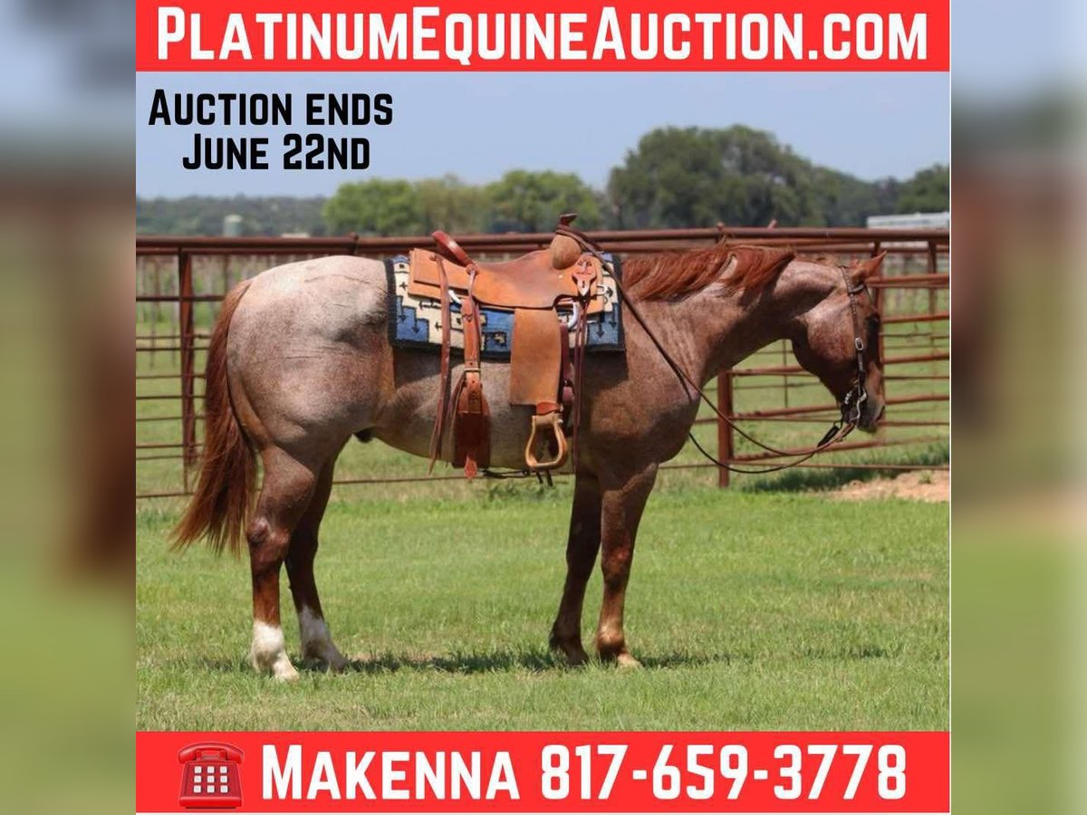 American Quarter Horse Wallach 5 Jahre 150 cm Roan-Red in Lipan TX