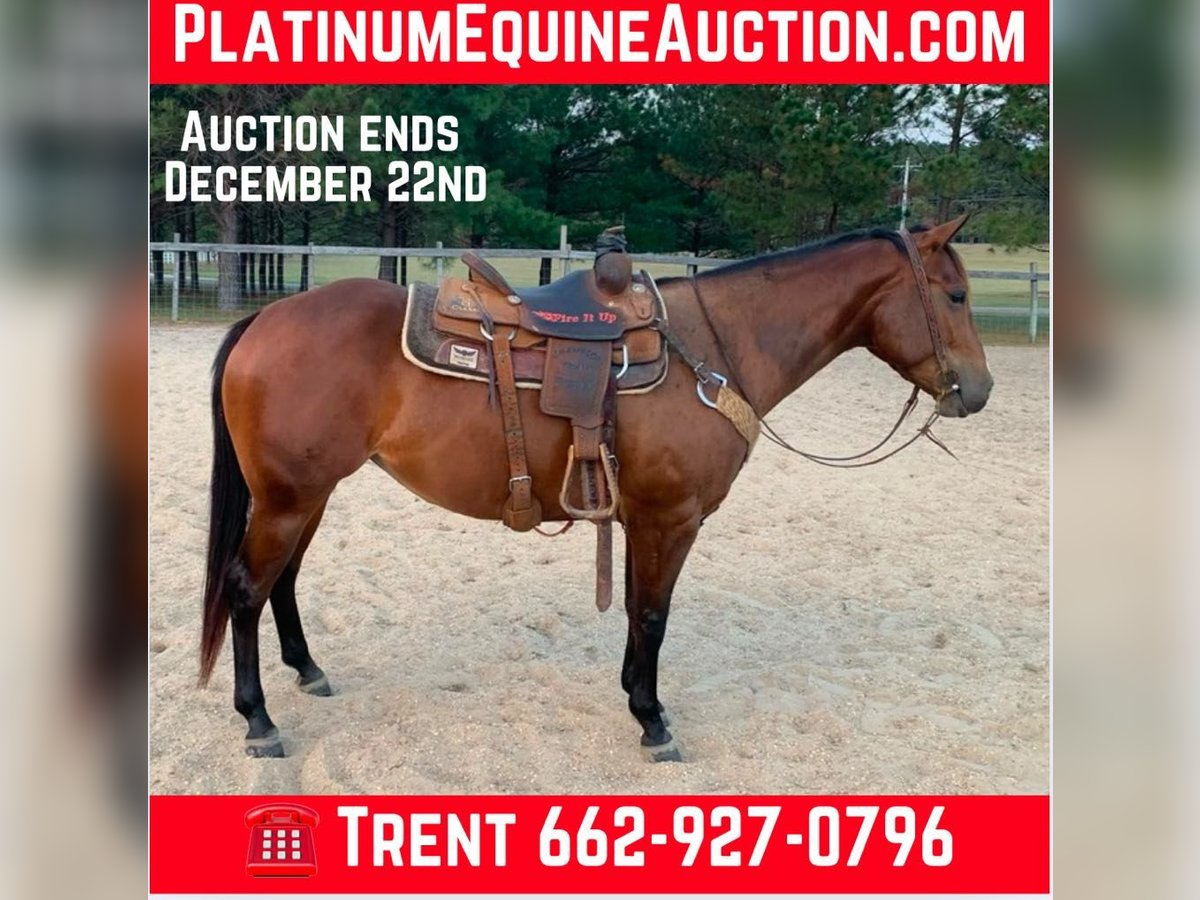 American Quarter Horse Wallach 5 Jahre 150 cm Rotbrauner in Calhoun City MS