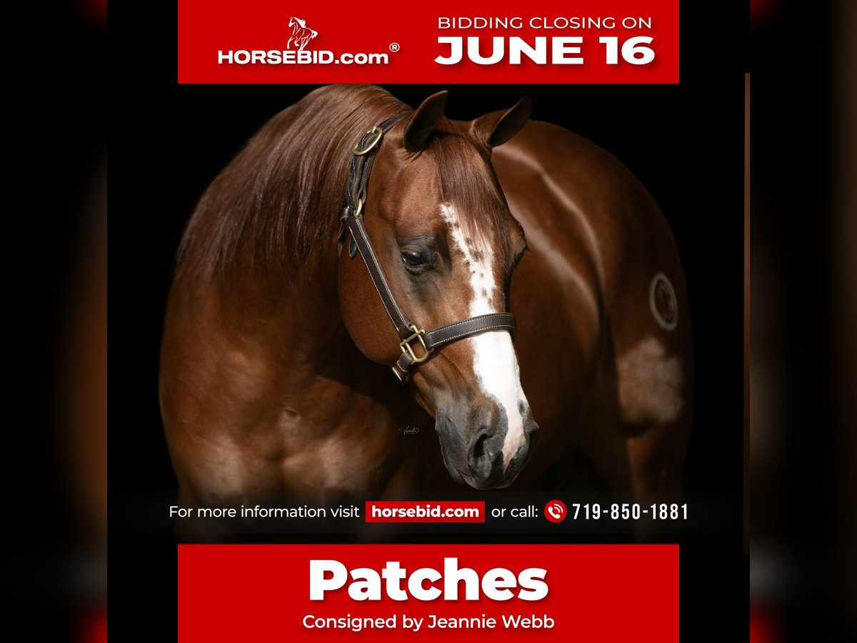 American Quarter Horse Wallach 5 Jahre 150 cm Rotfuchs in Canon City, CO