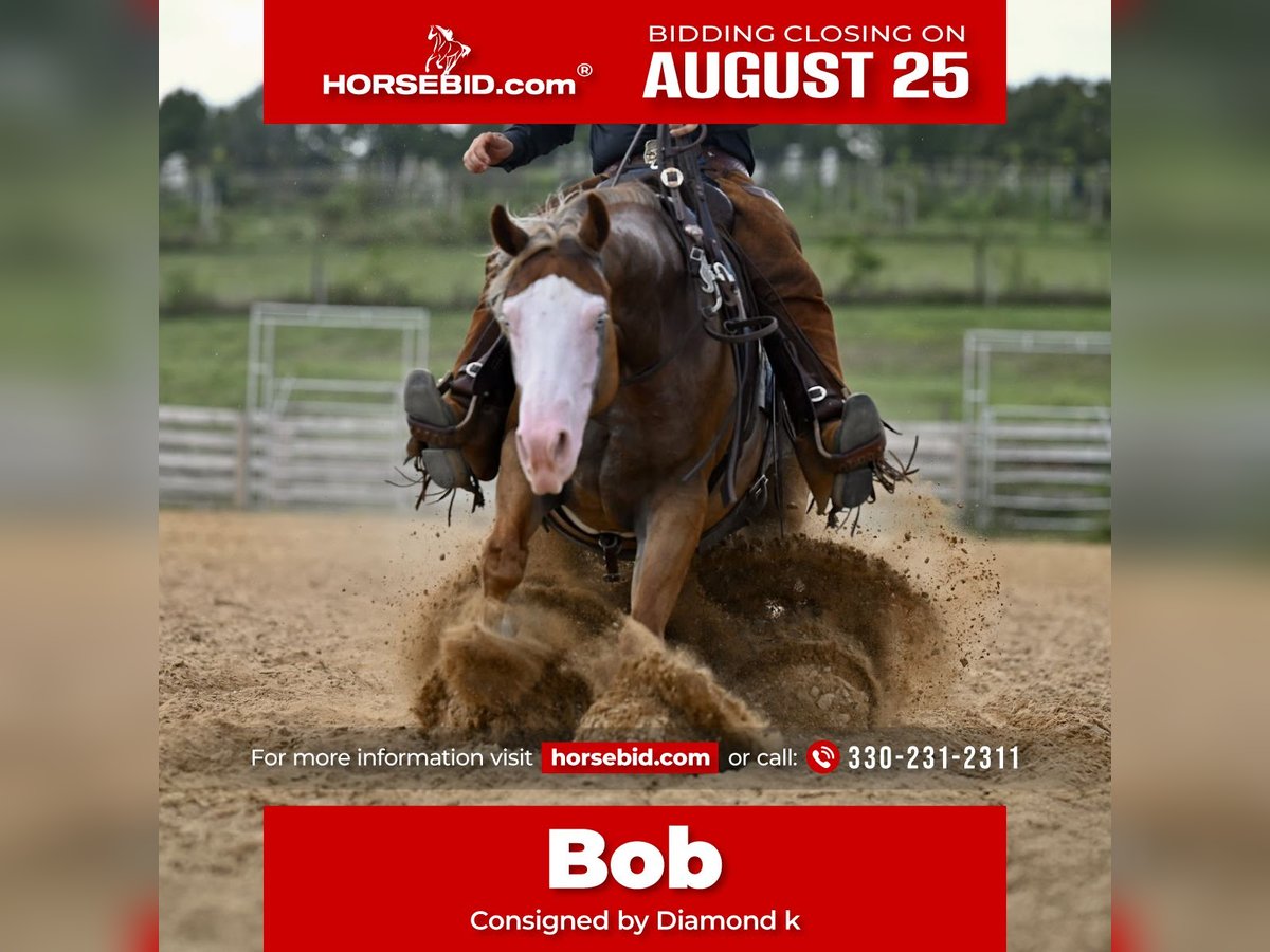 American Quarter Horse Wallach 5 Jahre 150 cm Rotfuchs in Jackson, OH