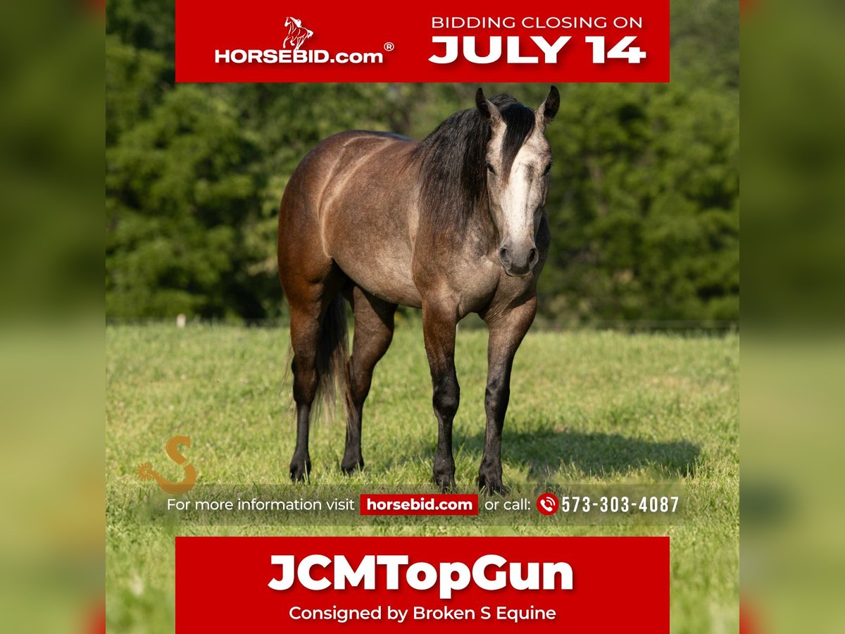 American Quarter Horse Wallach 5 Jahre 150 cm Schimmel in Bogard, MO