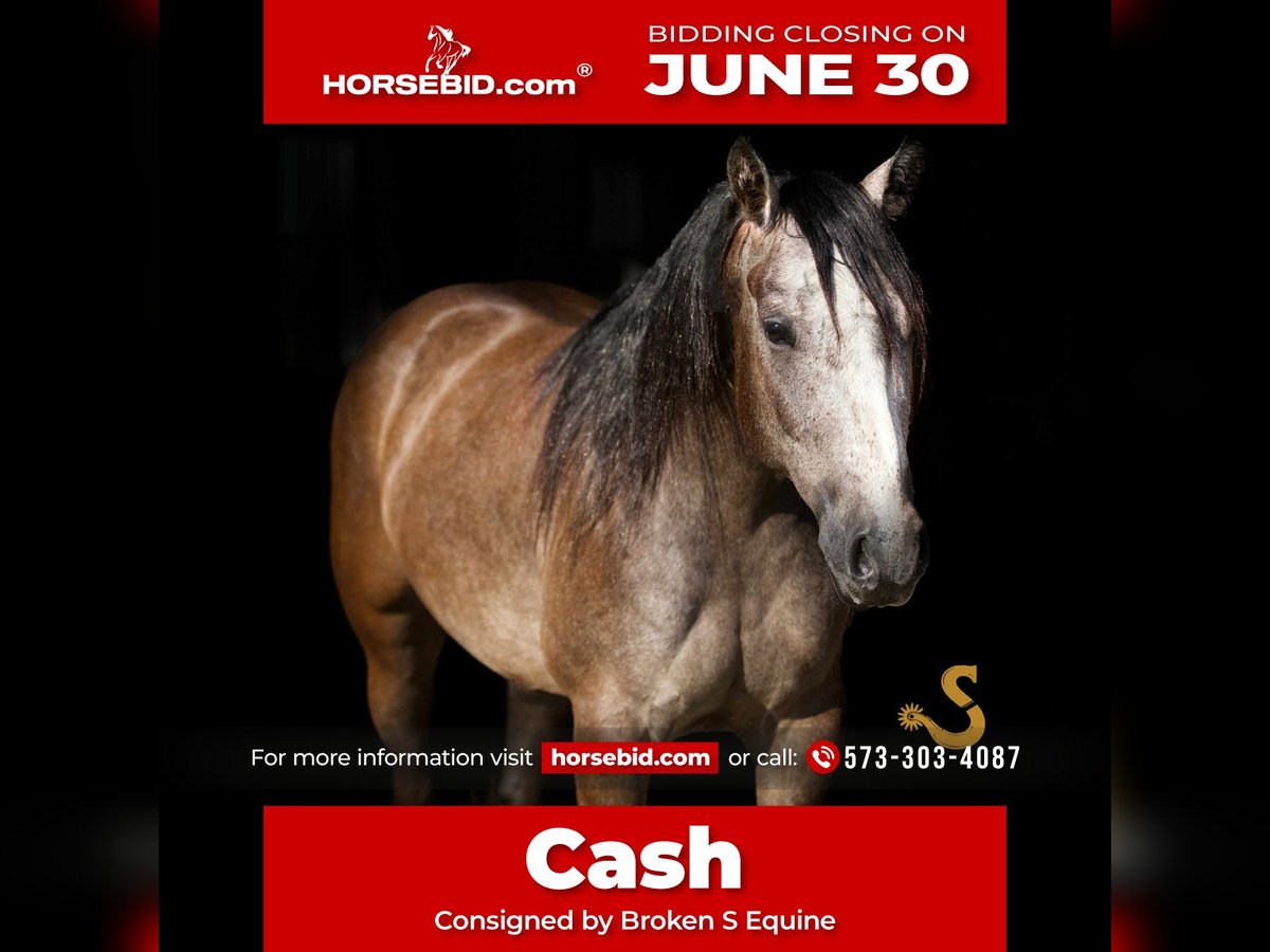 American Quarter Horse Wallach 5 Jahre 150 cm Schimmel in Bogard, MO