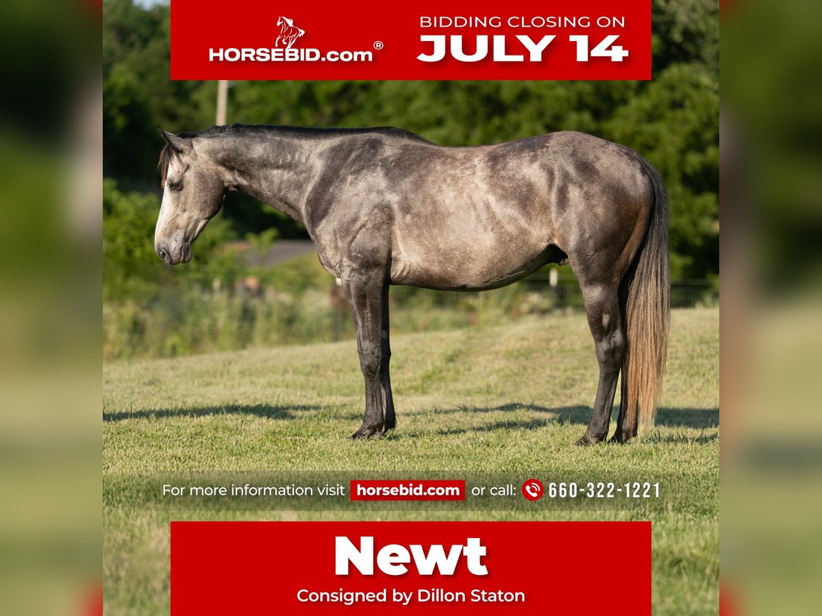 American Quarter Horse Wallach 5 Jahre 150 cm Schimmel in Carrollton, MO