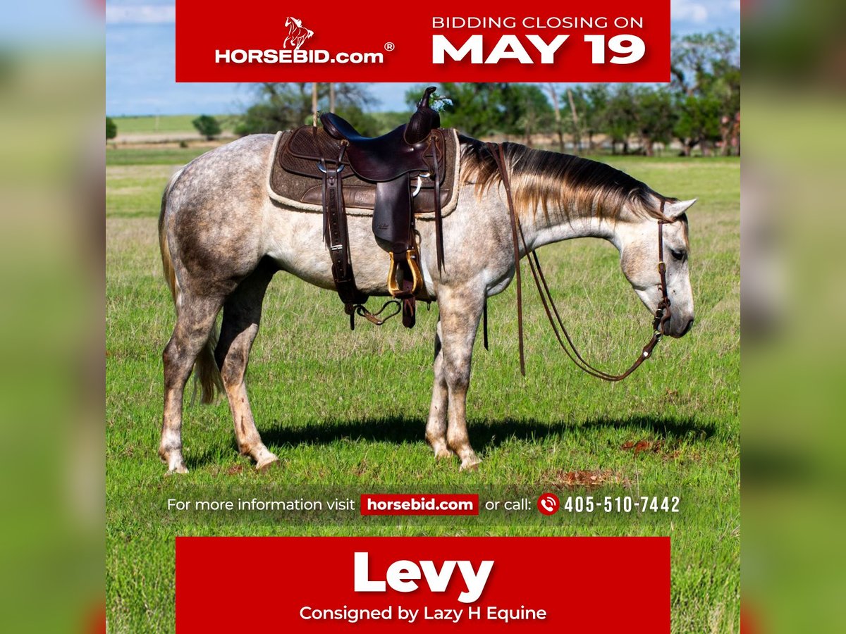 American Quarter Horse Wallach 5 Jahre 150 cm Schimmel in Elk City, OK