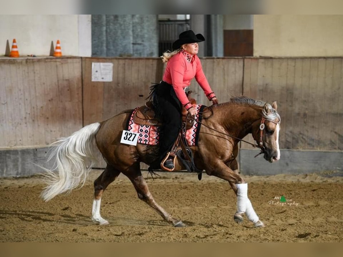 American Quarter Horse Wallach 5 Jahre 151 cm Palomino in Bad Aibling