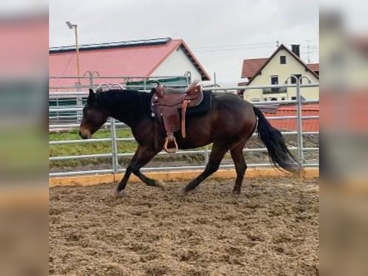 American Quarter Horse Wallach 5 Jahre 152 cm Brauner in Geislingen an der Steige
