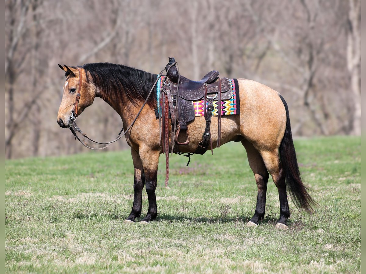 American Quarter Horse Wallach 5 Jahre 152 cm Buckskin in Mount Vernon